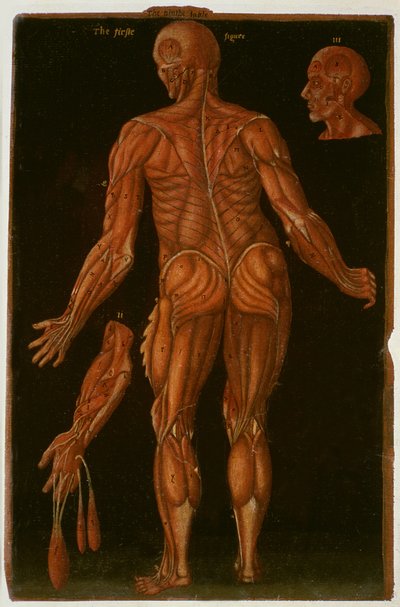 Ms Hunter 364 Table VIII Dissection, c.1170, from Anatomical Tables, by John Banister by English School